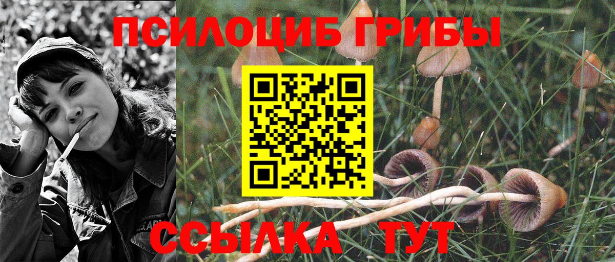 Чебоксары  Псилоцибиновые грибы Psilocybine cubensis  Вход с VPN 